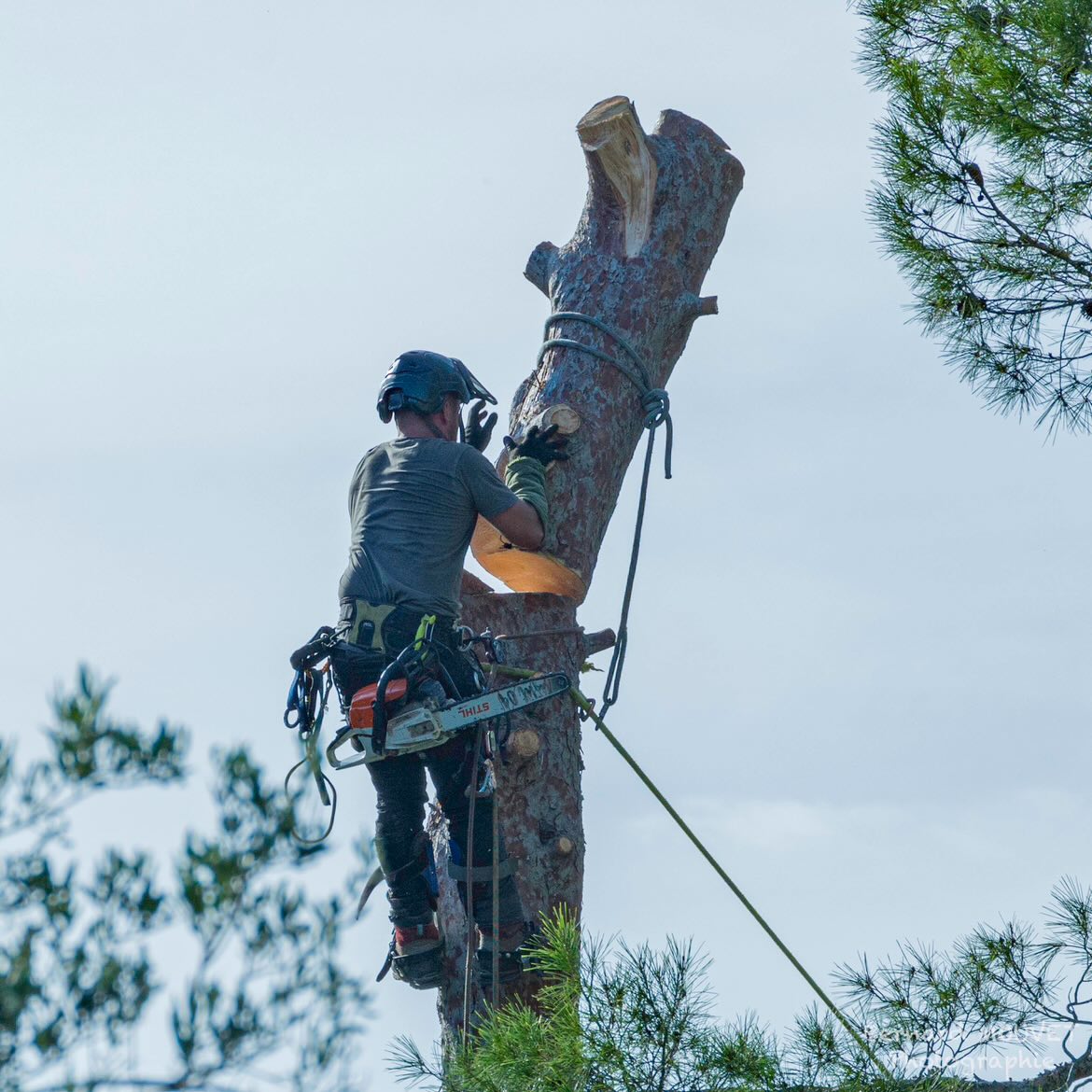 Élagage de pins à Hyères — démontage technique