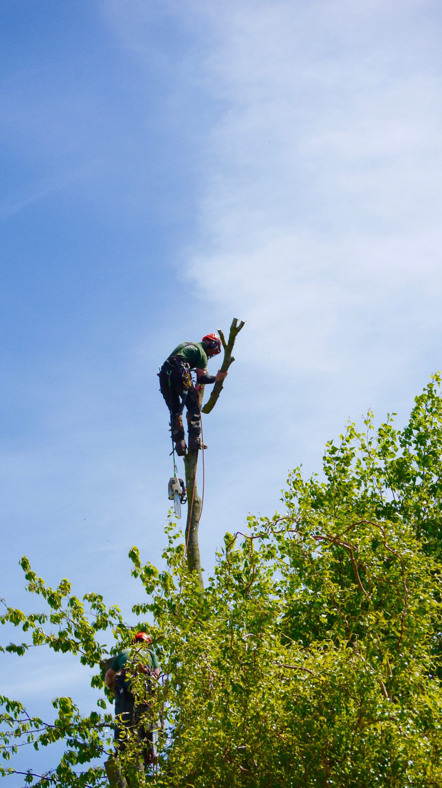 Bûcheron en contre-plongée — abattage par démontage