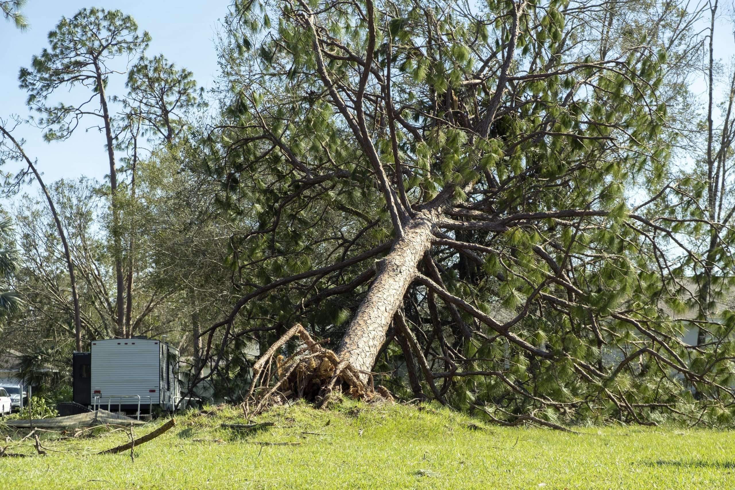 Abattage d’urgence d’arbres dans le Var (83)