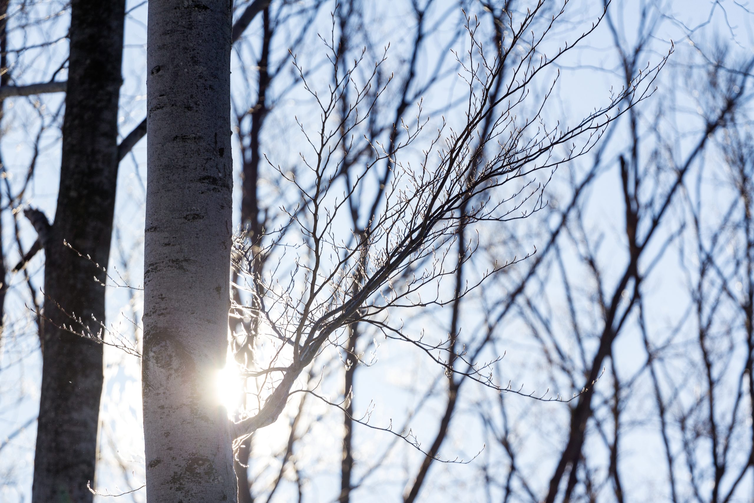 Quand tailler ses arbres à Hyères