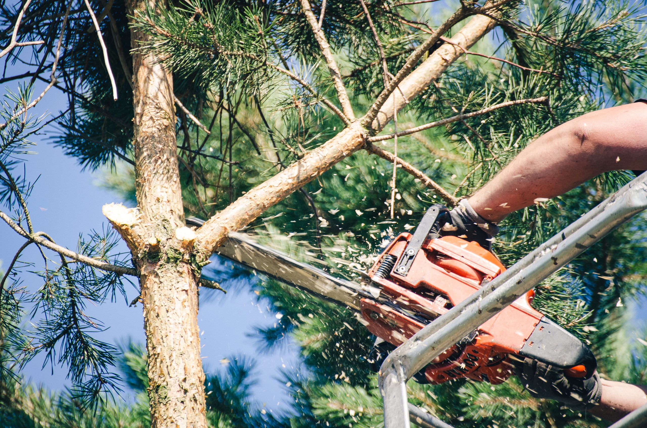 Taille de réduction d’arbres dans le Var (83)