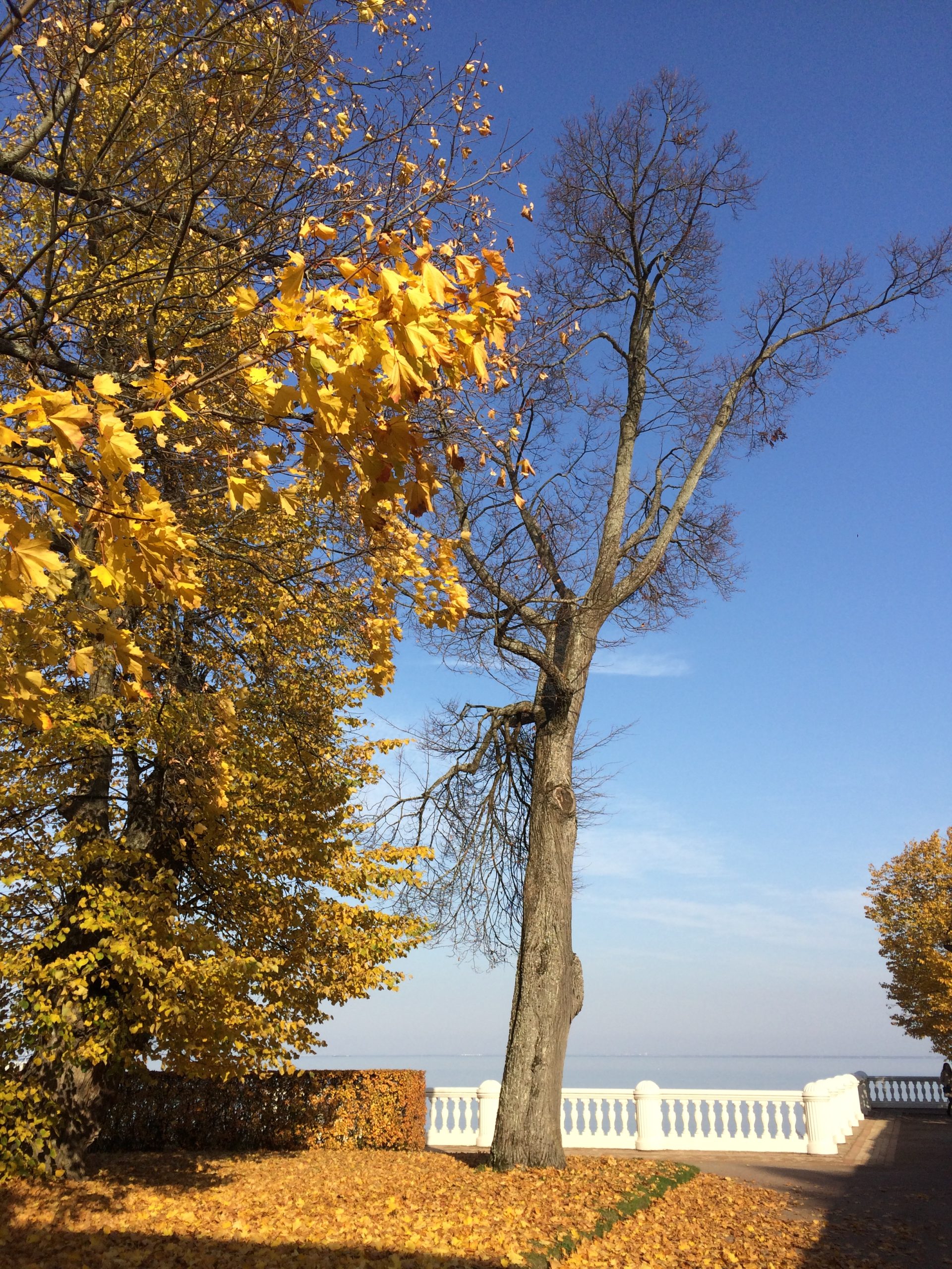 Taille des arbres en novembre à Hyères